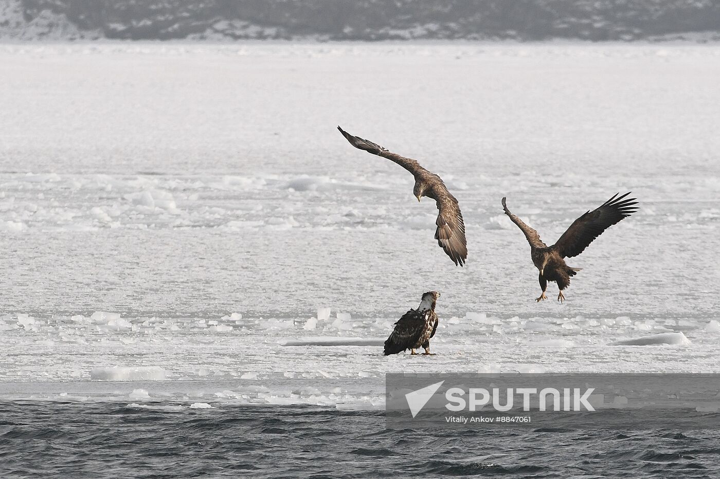 Russia Wildlife