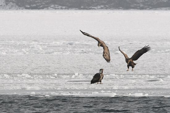 Russia Wildlife