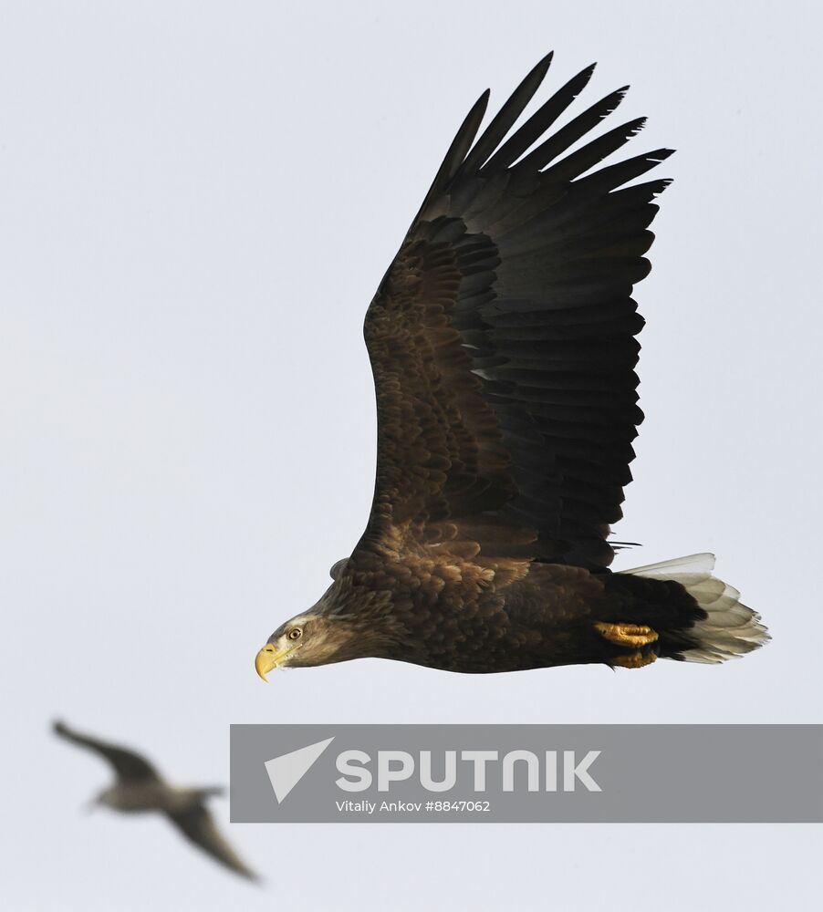 Russia Wildlife