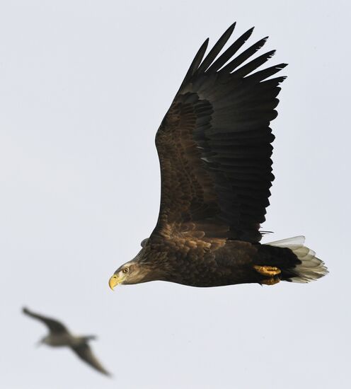 Russia Wildlife