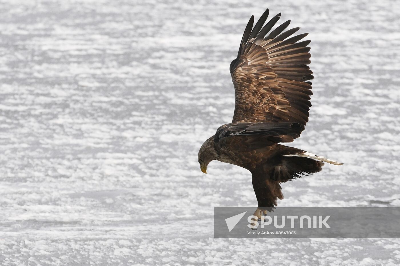 Russia Wildlife