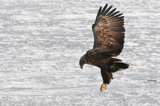 Russia Wildlife