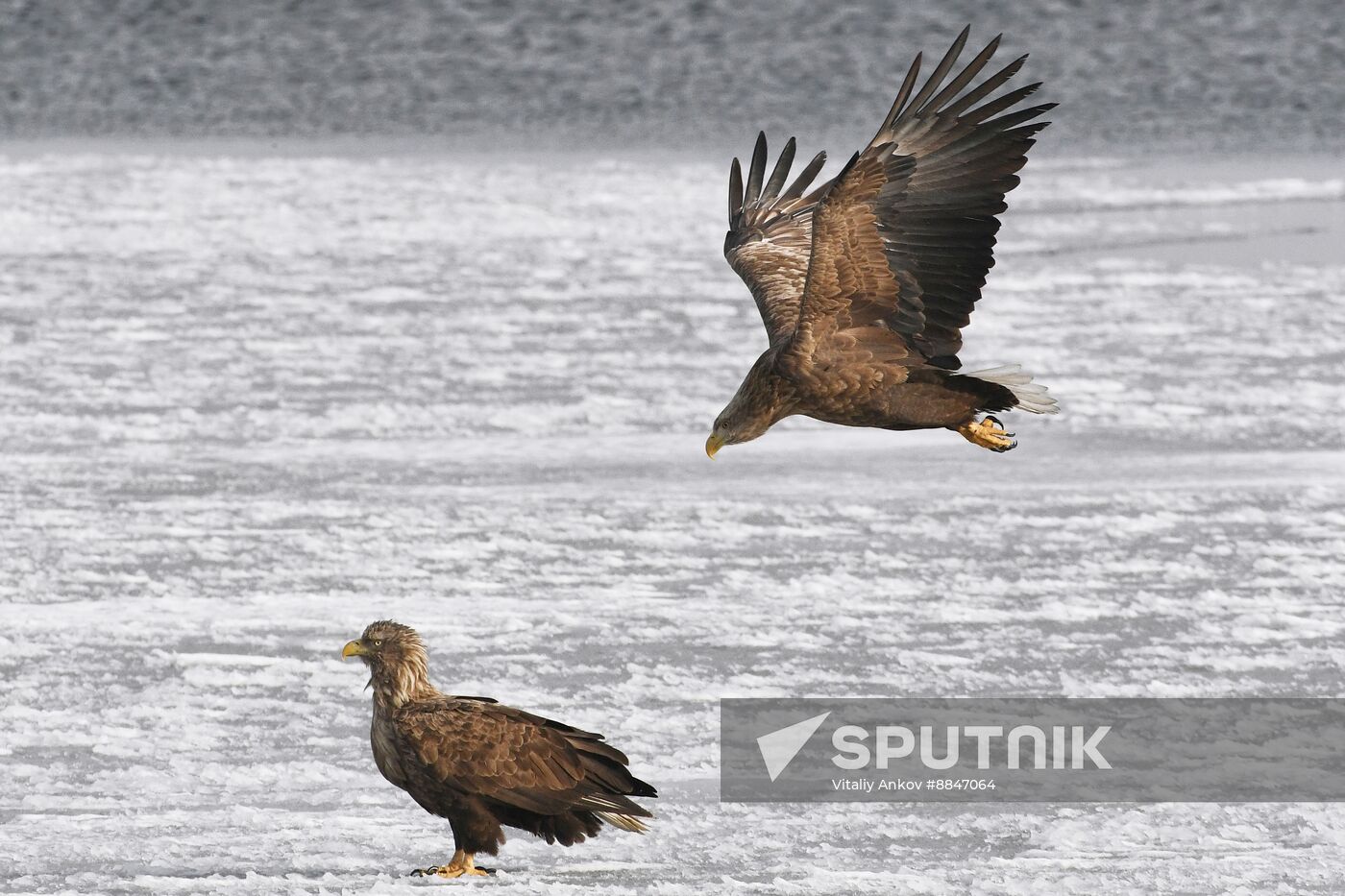 Russia Wildlife