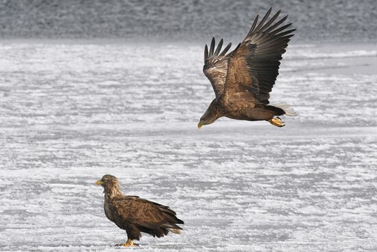 Russia Wildlife