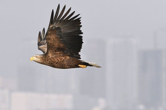 Russia Wildlife