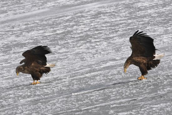 Russia Wildlife