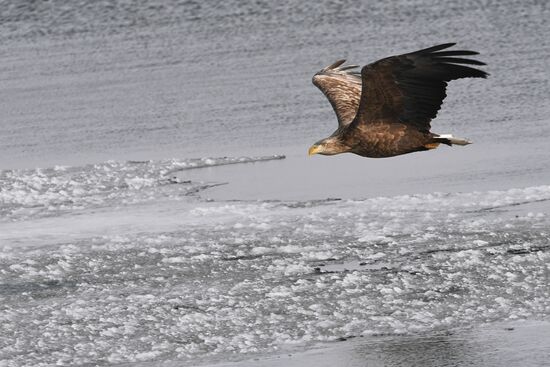 Russia Wildlife