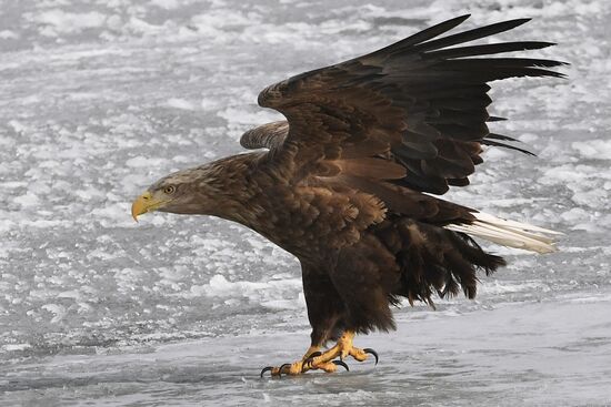 Russia Wildlife
