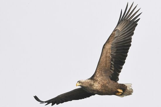 Russia Wildlife