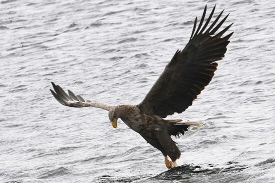 Russia Wildlife