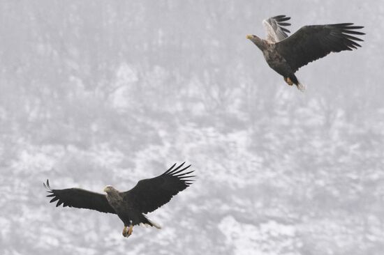 Russia Wildlife