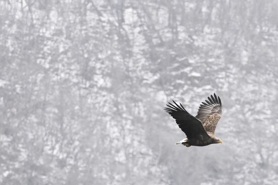 Russia Wildlife