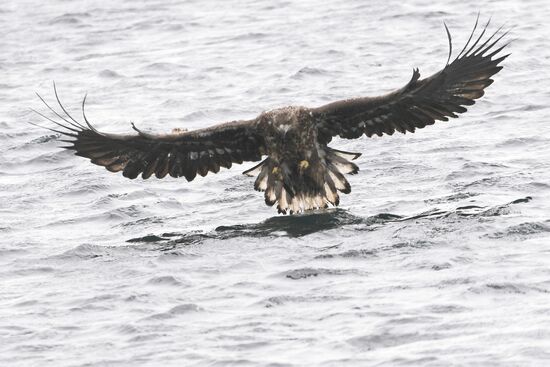 Russia Wildlife