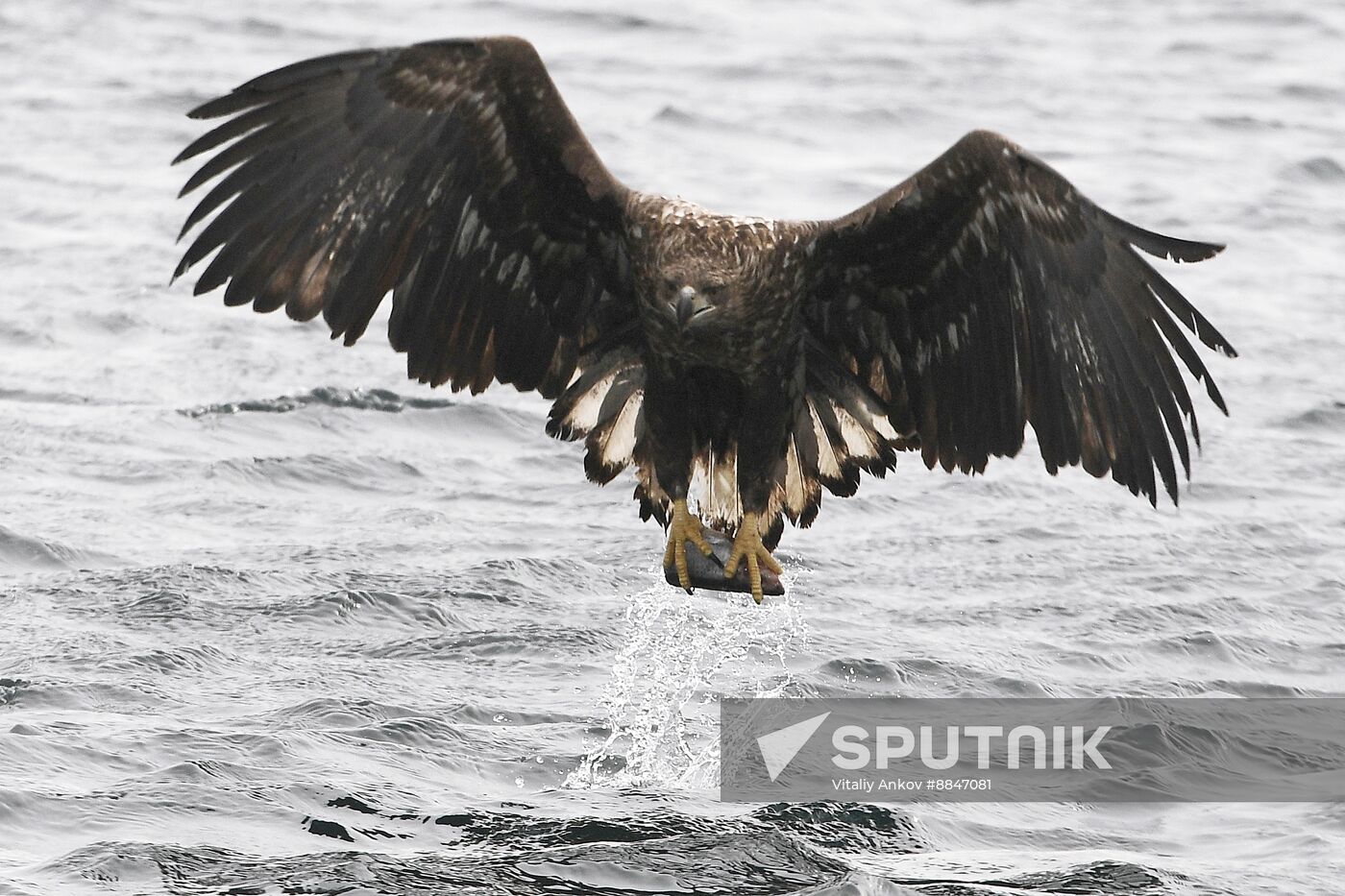 Russia Wildlife
