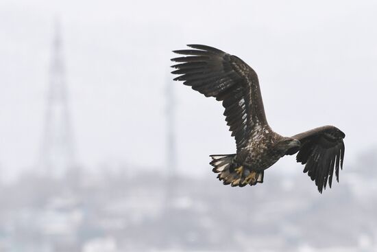 Russia Wildlife