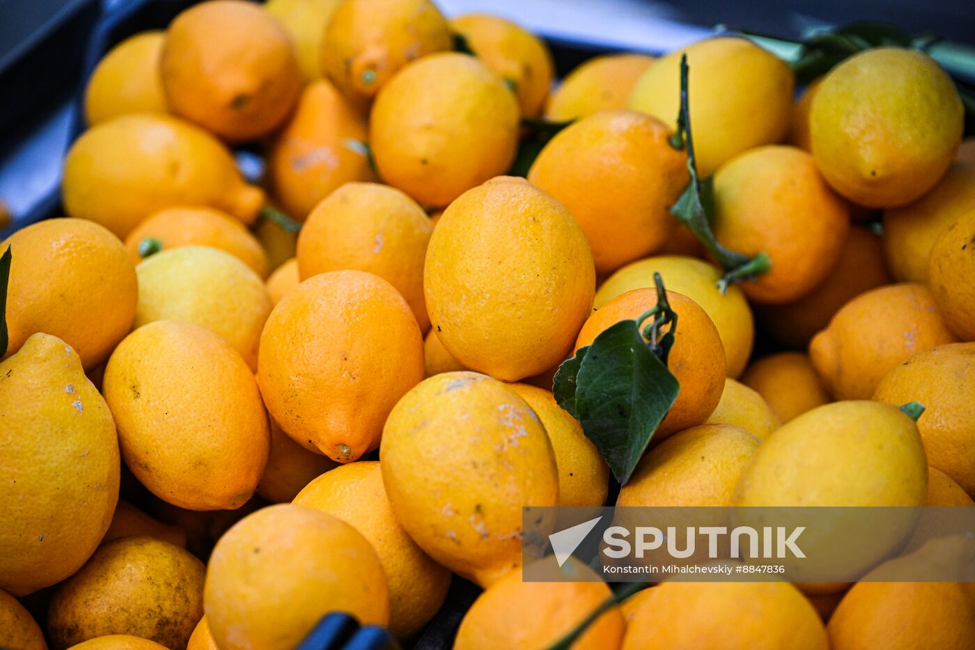 Russia Agriculture Citrus Harvesting