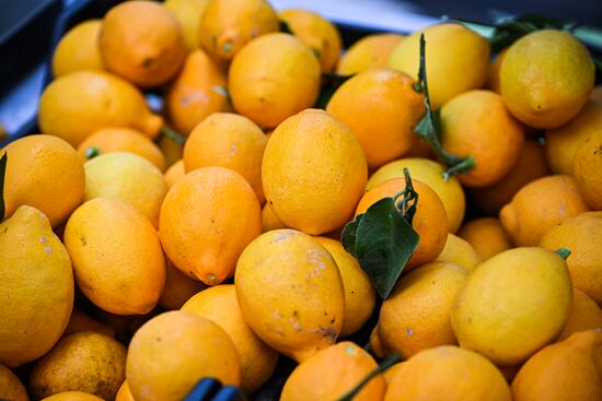 Russia Agriculture Citrus Harvesting