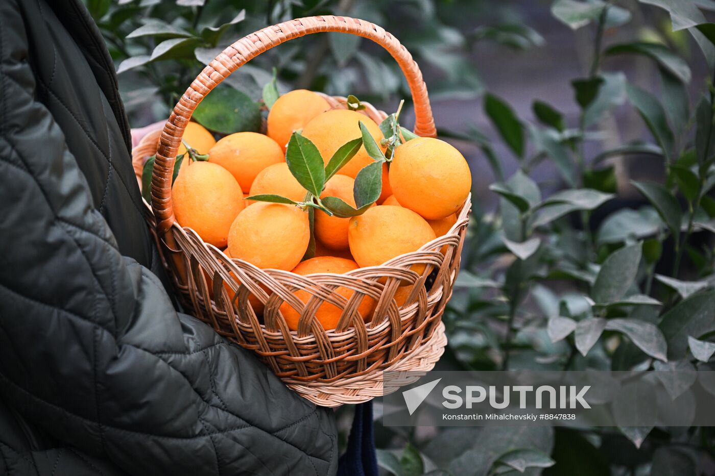 Russia Agriculture Citrus Harvesting