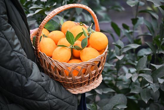 Russia Agriculture Citrus Harvesting