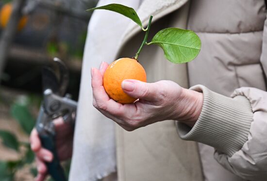 Russia Agriculture Citrus Harvesting
