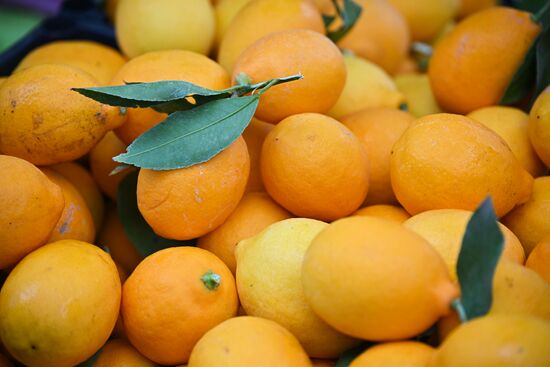Russia Agriculture Citrus Harvesting