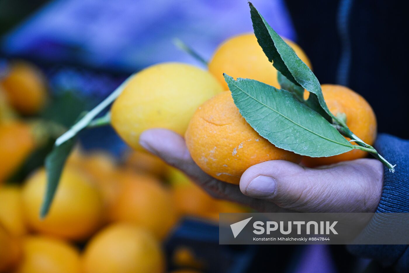 Russia Agriculture Citrus Harvesting