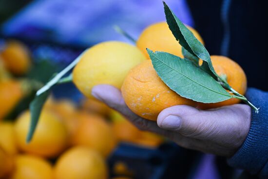 Russia Agriculture Citrus Harvesting