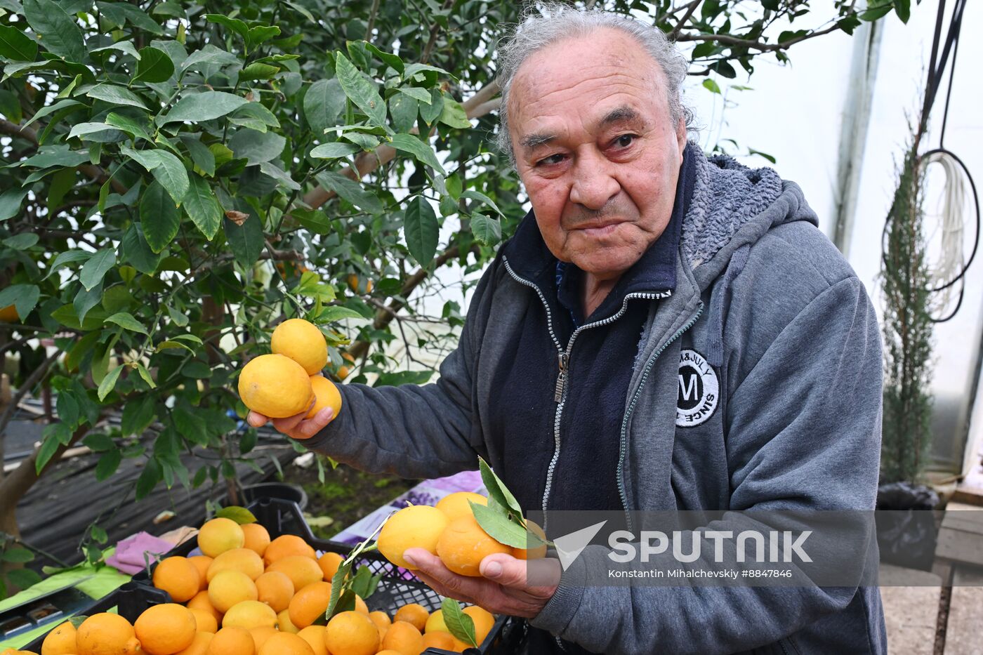 Russia Agriculture Citrus Harvesting