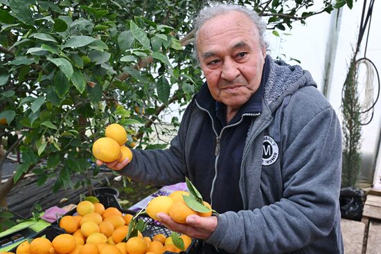 Russia Agriculture Citrus Harvesting