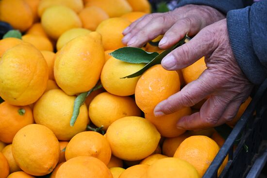 Russia Agriculture Citrus Harvesting
