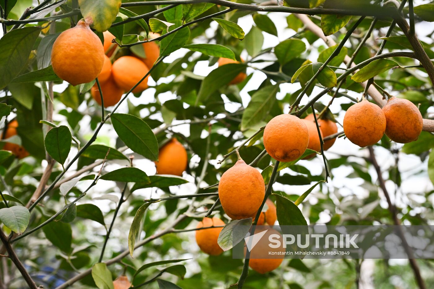 Russia Agriculture Citrus Harvesting