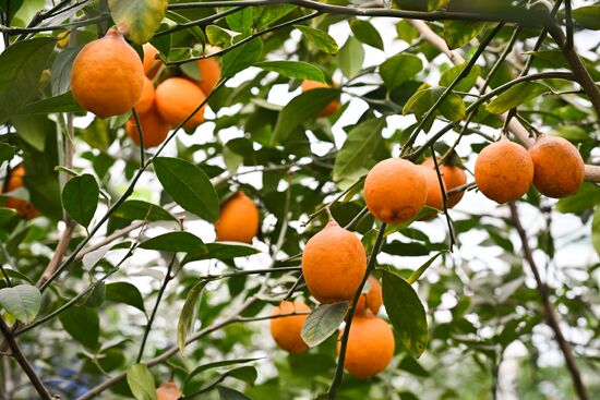 Russia Agriculture Citrus Harvesting