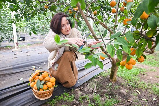 Russia Agriculture Citrus Harvesting