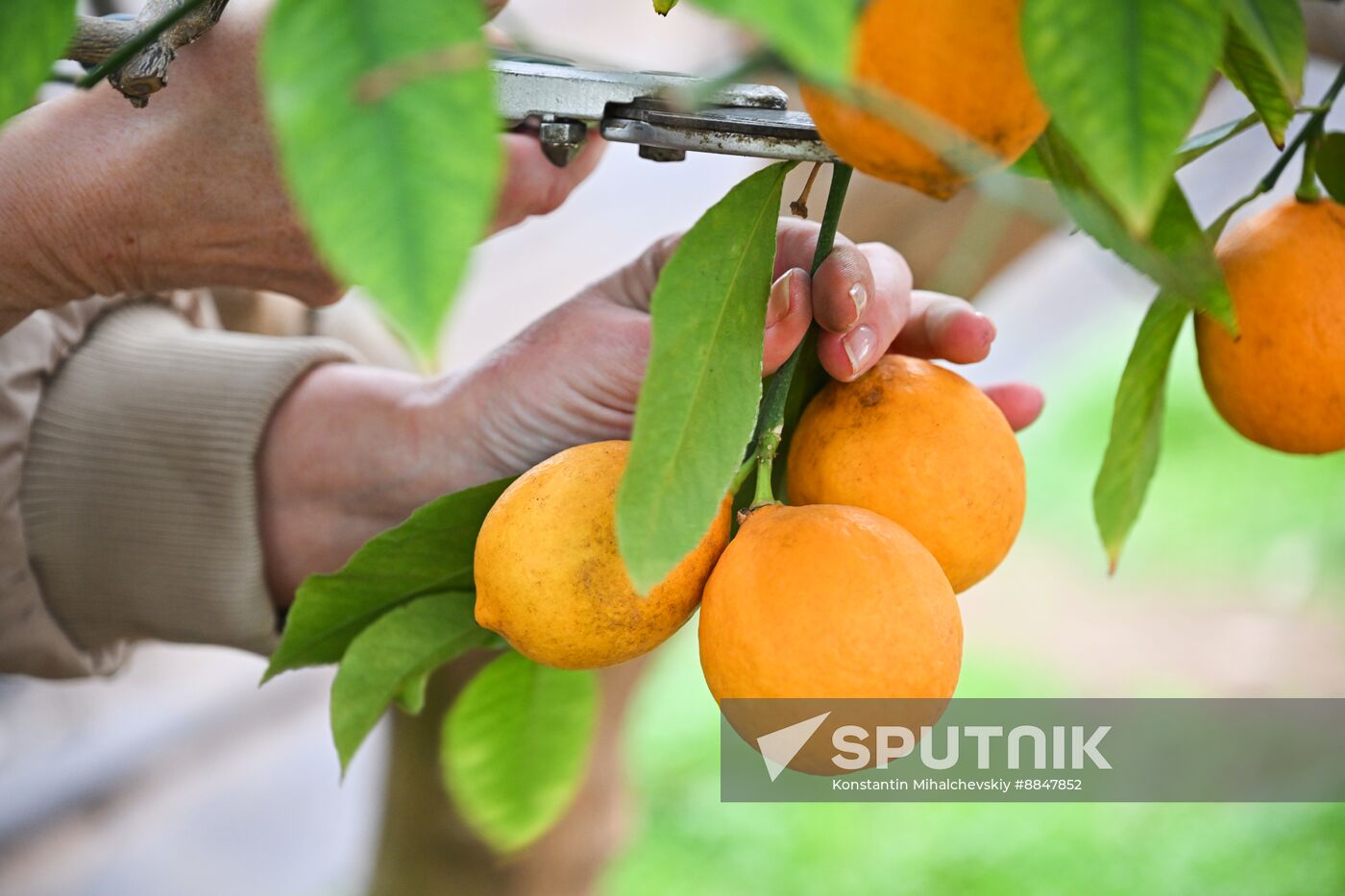 Russia Agriculture Citrus Harvesting
