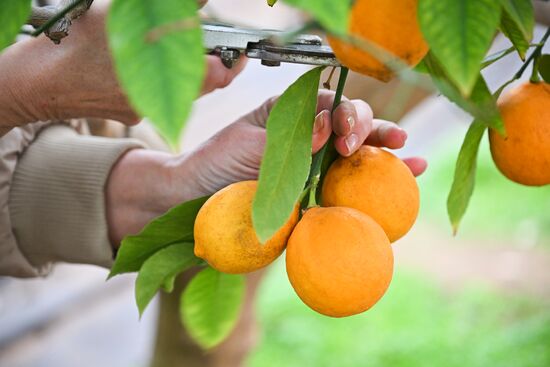 Russia Agriculture Citrus Harvesting