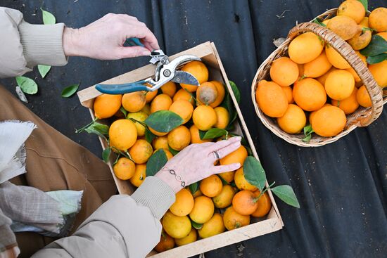 Russia Agriculture Citrus Harvesting