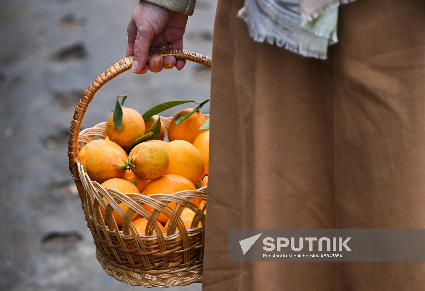 Russia Agriculture Citrus Harvesting