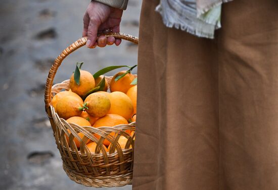 Russia Agriculture Citrus Harvesting