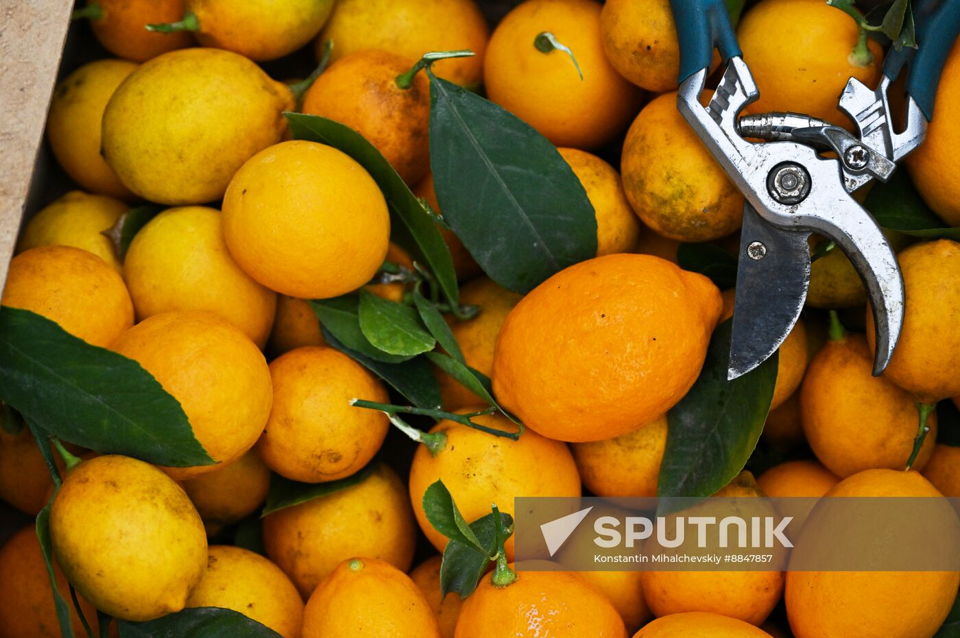 Russia Agriculture Citrus Harvesting