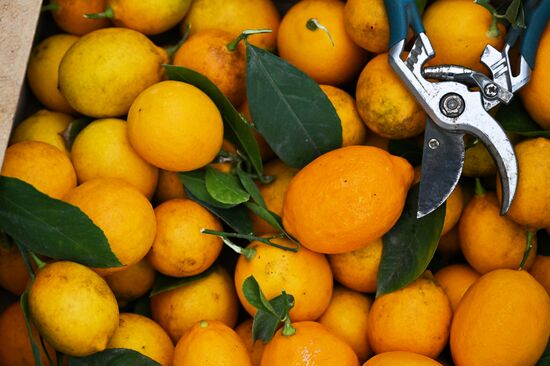 Russia Agriculture Citrus Harvesting