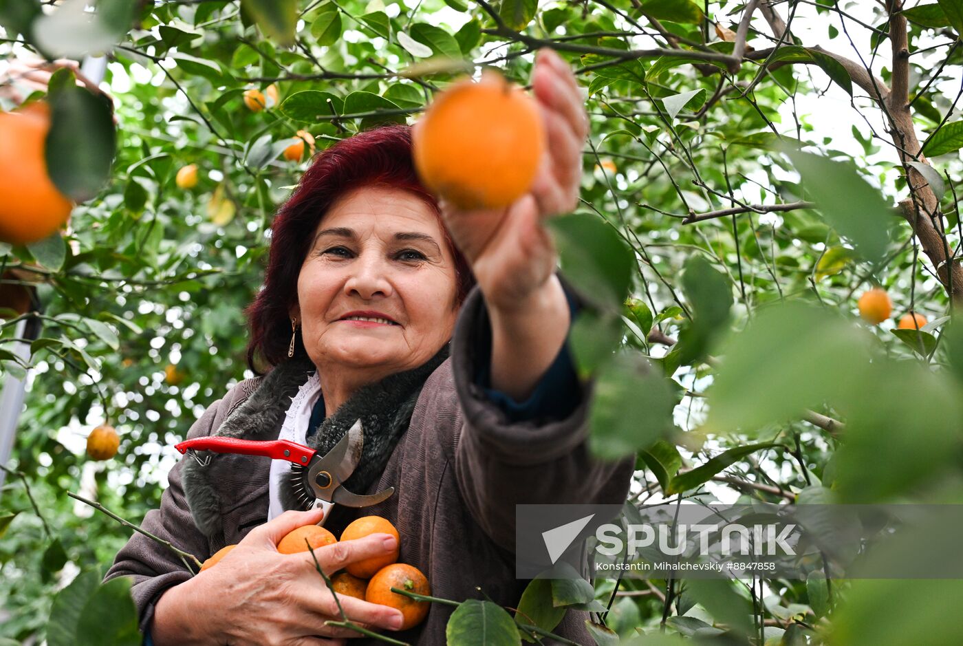 Russia Agriculture Citrus Harvesting