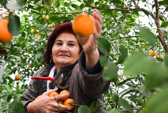 Russia Agriculture Citrus Harvesting