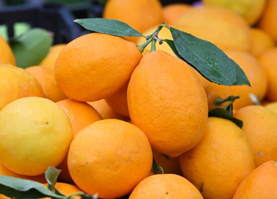 Russia Agriculture Citrus Harvesting
