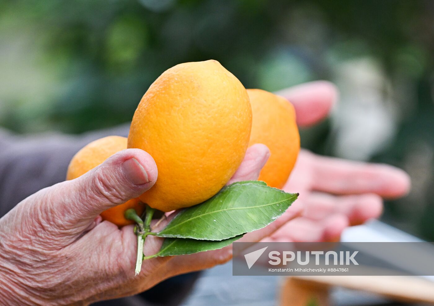 Russia Agriculture Citrus Harvesting