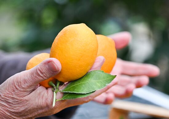 Russia Agriculture Citrus Harvesting
