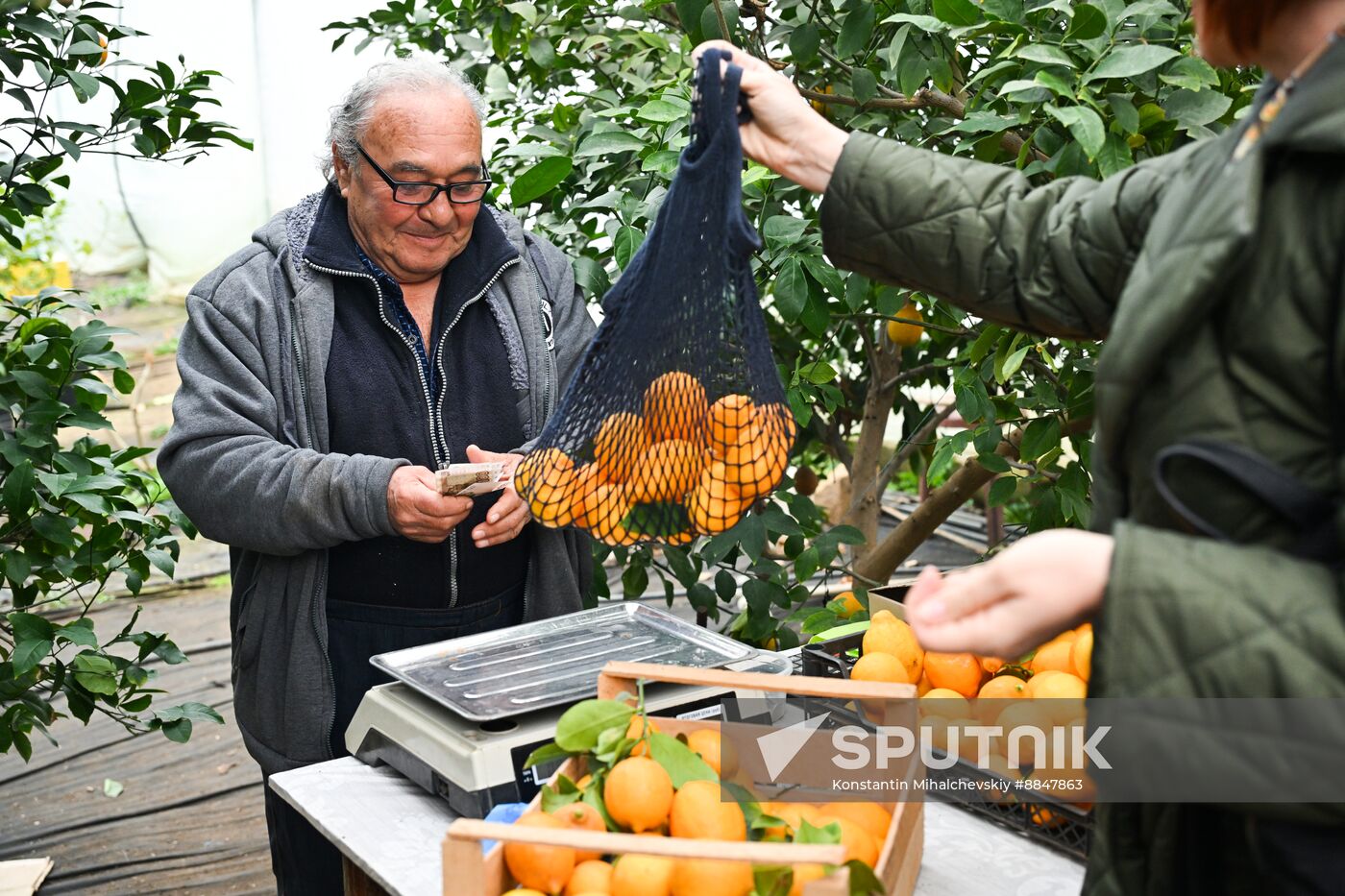 Russia Agriculture Citrus Harvesting