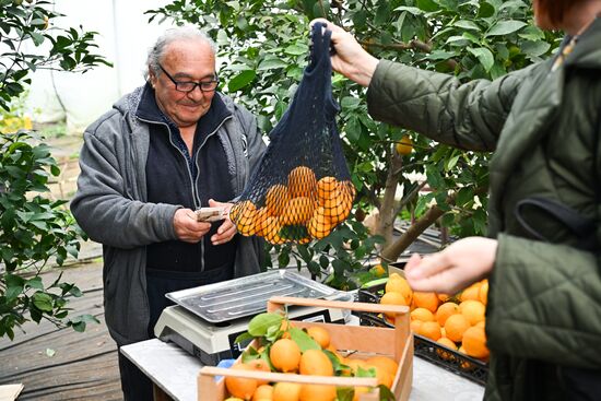 Russia Agriculture Citrus Harvesting