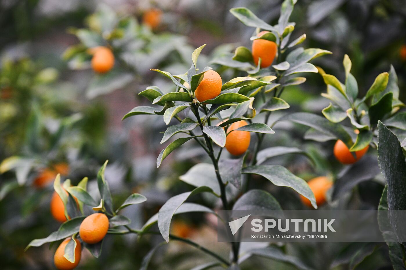 Russia Agriculture Citrus Harvesting