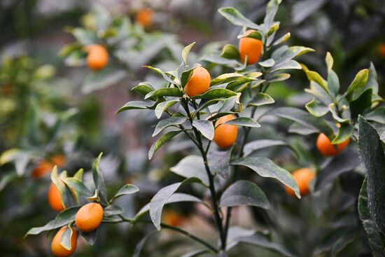 Russia Agriculture Citrus Harvesting