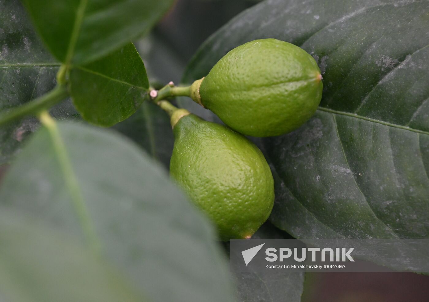 Russia Agriculture Citrus Harvesting